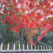 桂離宮の門前も紅葉していた。何もかもみな美しい