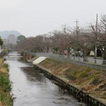小石川堤の桜