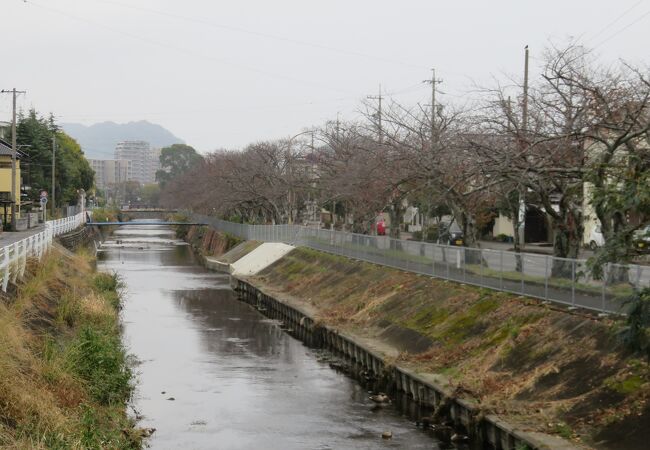 小石川堤の桜