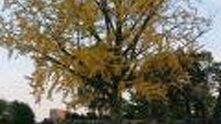 紅葉が綺麗でした