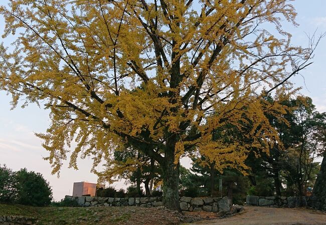 紅葉が綺麗でした