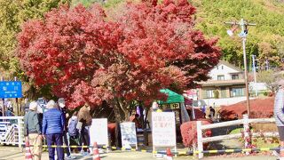 日帰りバスツアーのパンフレットでよく見ます