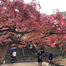 竈門神社境内の見事な紅葉