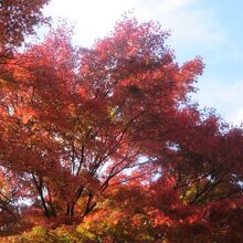 紅葉が綺麗でした