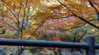 美しく綺麗な紅葉