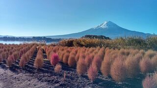コキアの紅葉と富士山