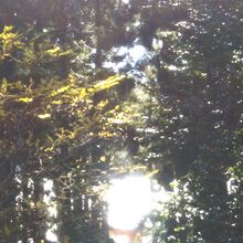 木の満ちている場所に