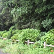 紫陽花の季節は綺麗そうでした。