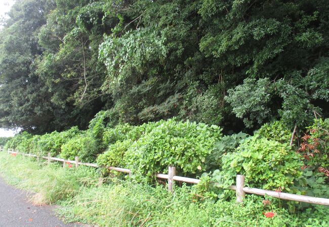 紫陽花の季節は綺麗そうでした。