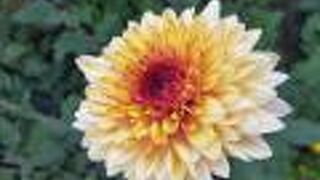 秋の菊花展が豪華こ2年