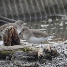 オジロトウネン冬羽