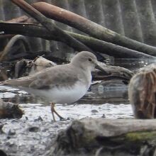 オジロトウネン冬羽