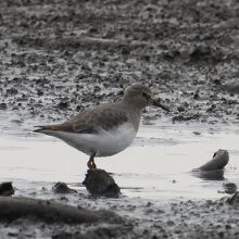オジロトウネン冬羽