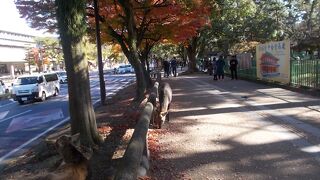 奈良公園を中心にいろんなところで見かけます