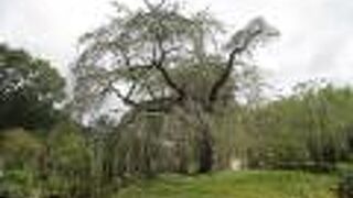 意外と小振りでした。