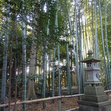 喜多見氷川神社竹林