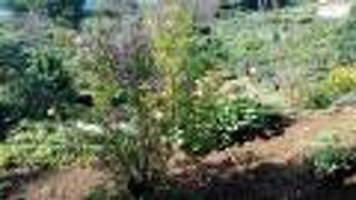 ランプがとてもきれいです