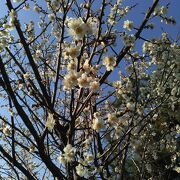 梅の花が綺麗な公園