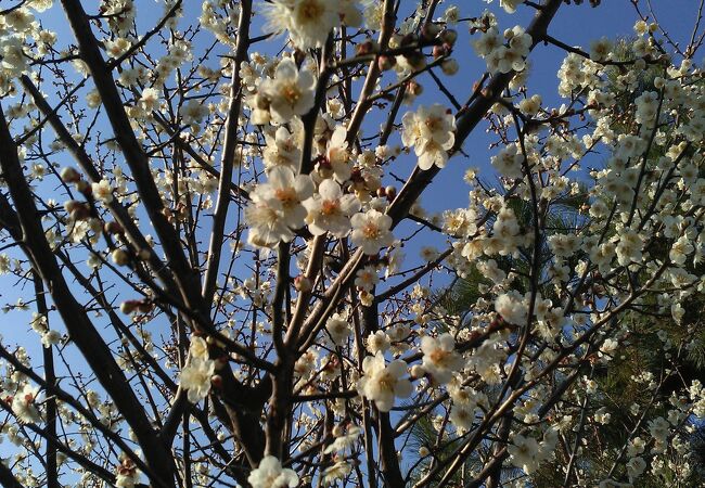 梅の花が綺麗な公園