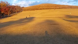 下から見上げるほうがきれい