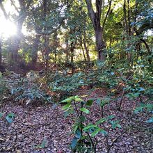 縄文時代後期の大規模な貝塚だそうです