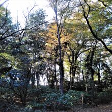 紅葉探しをしたら｢黄葉｣が少しだけでした