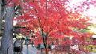 安行桜が有名ですが、秋に山門の前で真っ赤な紅葉を見つけました