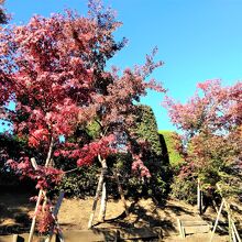 本堂裏の「十六羅漢像」近くの紅葉