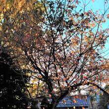 紅葉はなく、黄色いイチョウと、茶色くなった桜の木のみでした