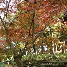 園内のあちこちでモミジが赤く染まってました