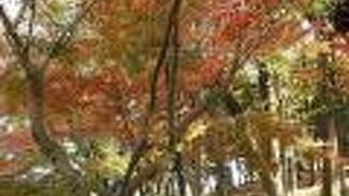 赤く染まったモミジや池で泳ぐカモなど晩秋らしい風情がありました