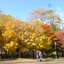 お店周辺の紅葉