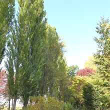 ポプラ並木横の花気園を通って先に行って見ます