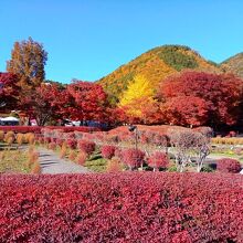 富士河口湖もみじ回廊