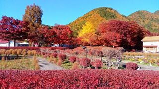 富士河口湖もみじ回廊