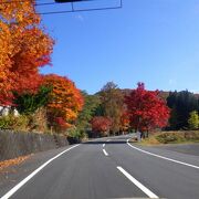 道路沿いの紅葉も綺麗に見られました