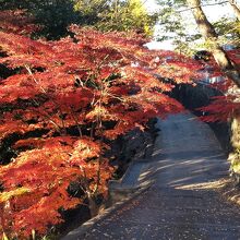 駐車場脇の紅葉 &#127809;