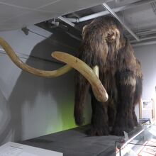 マンモス像の展示