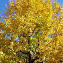 境内のイチョウ