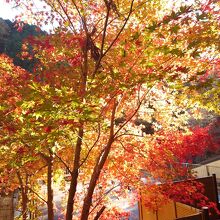 鳩ノ巣駅に向かう坂にあった紅葉。凄く綺麗でした。