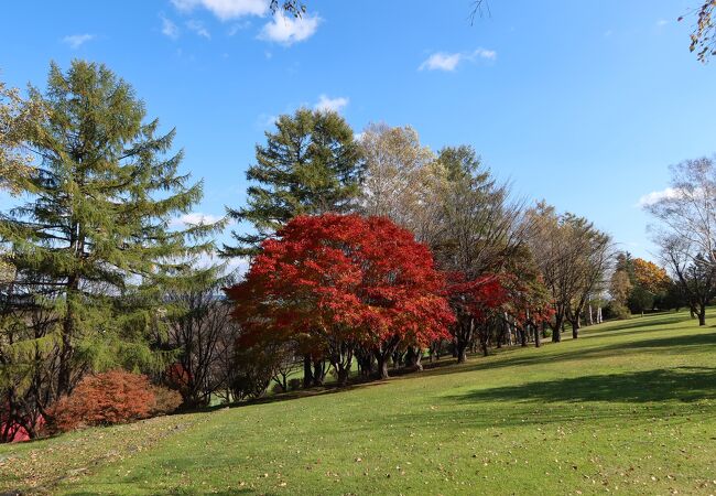 紅葉が綺麗な公園