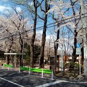 ソメイヨシノの花が満開で、最高