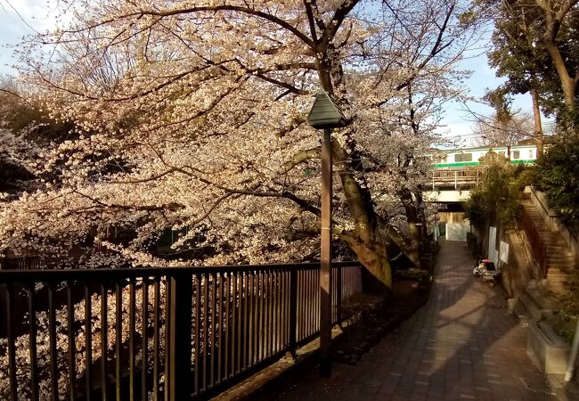 ソメイヨシノの花が満開で、埼京線車両との調和が最高