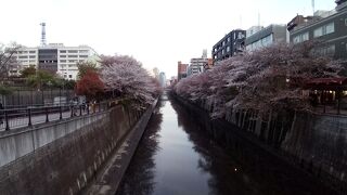 訪問時は、満開を過ぎた感じ