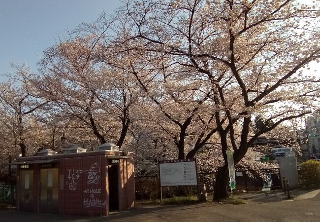 ソメイヨシノの満開の景色は最高