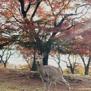 ストールは要注意！鹿にかじられます