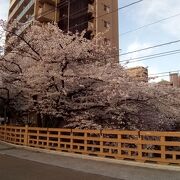 満開のソメイヨシノのもこもことした感じの花が大好き