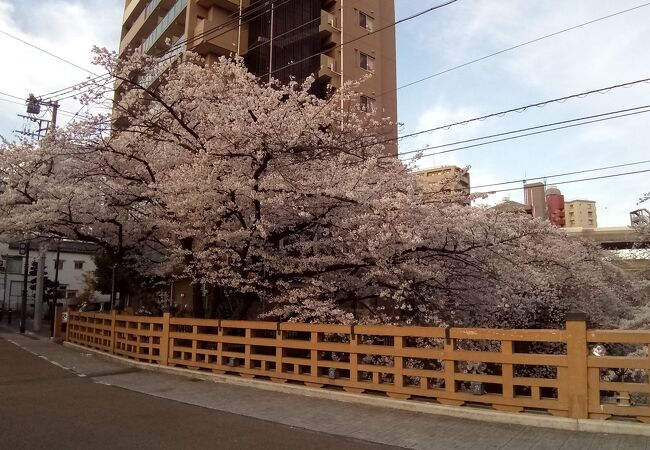 満開のソメイヨシノのもこもことした感じの花が大好き