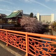 ソメイヨシノの花が満開で、色鮮やかな金剛寺との景色が最高