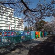 園内のソメイヨシノの満開の景色はほんとうに最高